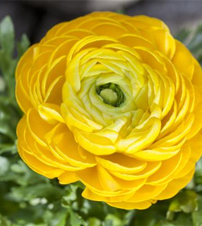 Zarte Frühlingsgrüße: Die Top 5 der Frühjahrsblüher