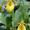Cypripedium