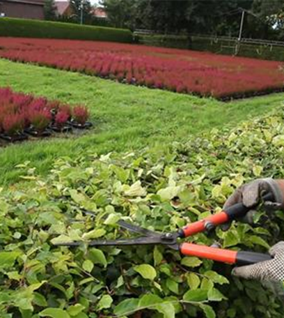 Den Garten im Herbst in Form bringen
