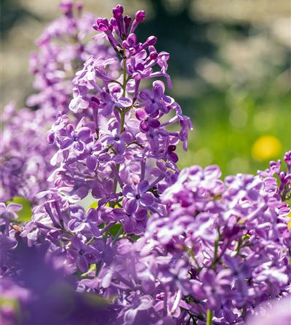 Zarte Frühlingsgrüße: Die Top 5 der Frühjahrsblüher