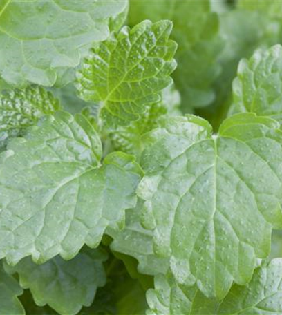 Frische aus dem Garten: Eine Kräuterspirale bauen