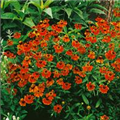 Helenium autumnale