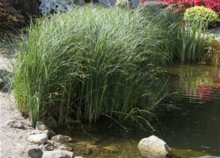 Ziergräser im Garten: Elegante Strukturgeber Ziergräser im Garten: Elegante Strukturgeber