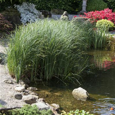 Der Wassergarten – Harmonie und Ausgleich 