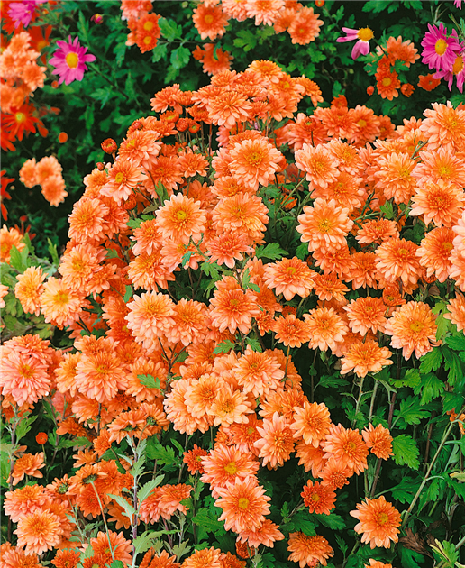 Chrysanthemum x grandiflorum 'Artist', Garten-Chrysantheme 'Artist'