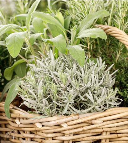 Frische aus dem Garten: Eine Kräuterspirale bauen