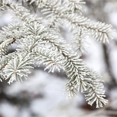 Den Garten winterfest machen