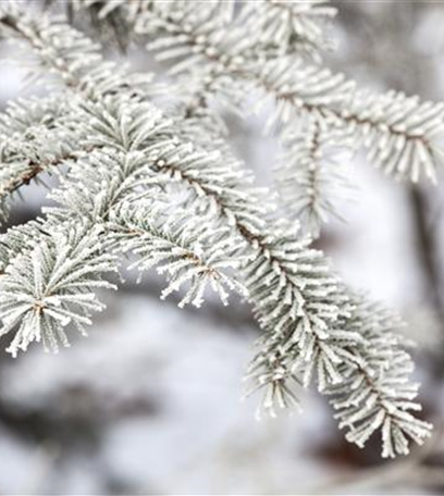 Den Garten winterfest machen