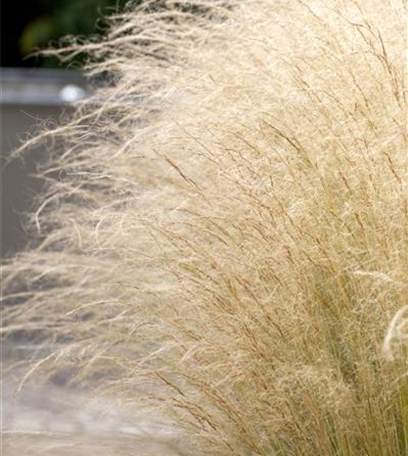 Ziergräser im Garten: Elegante Strukturgeber