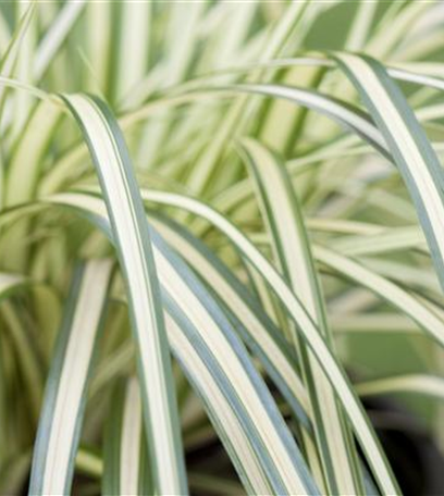 Ziergräser im Garten: Elegante Strukturgeber