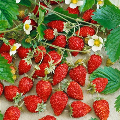 Walderdbeere 'Hummi® Waldfee'