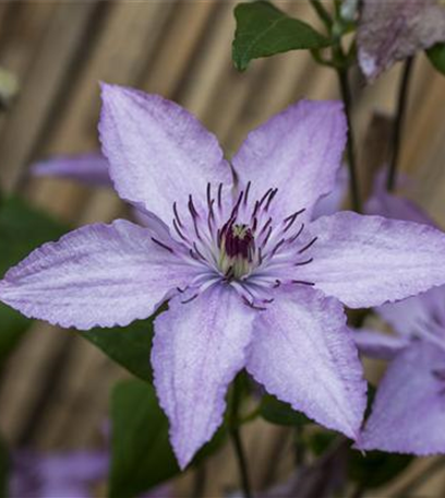 Kletterpflanzen und Schlingpflanzen am Gartenzaun