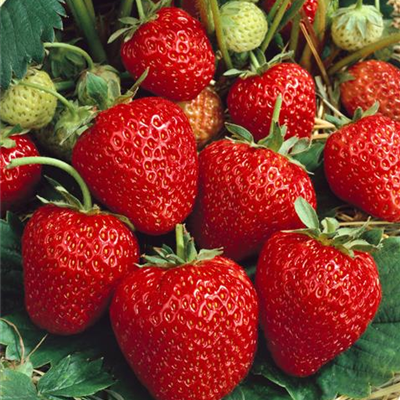 Garten-Monats-Erdbeere 'Korona'(s)