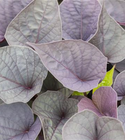 Kletterpflanzen und Schlingpflanzen am Gartenzaun