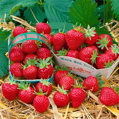 Erdbeere 'Mara des Bois'