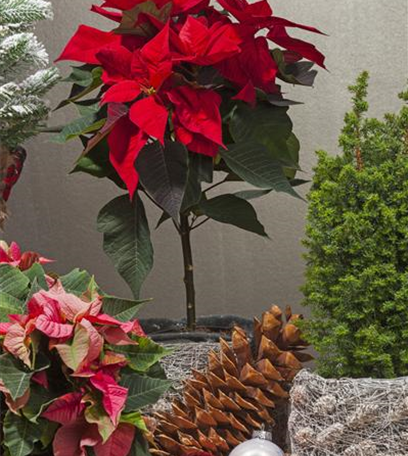 Advent – schöne Ideen für die Vorweihnachtszeit