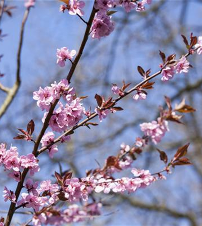 Advent – schöne Ideen für die Vorweihnachtszeit