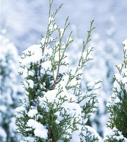 Den Rasen im Frühjahr pflegen