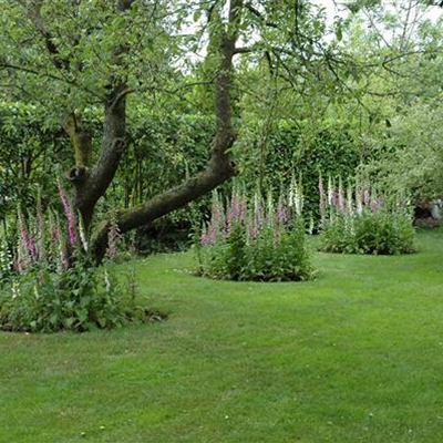 Auf dem Weg zu einem schönen Rasen