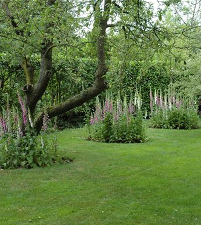 Auf dem Weg zu einem schönen Rasen