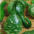 Cucurbita lagenaria 'Kobra'