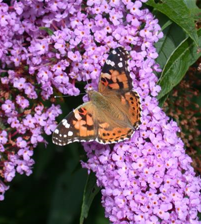 Gemüse im Garten pflanzen