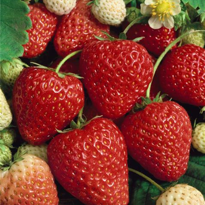 Garten-Monats-Erdbeere 'Ostara'