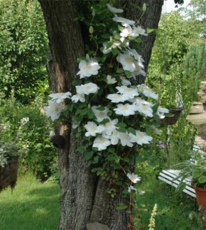 Kletterpflanzen und Schlingpflanzen im Garten