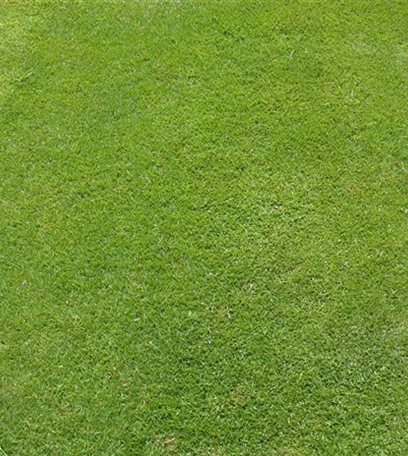 Lebendig Grün – einen Rasen anlegen und pflegen