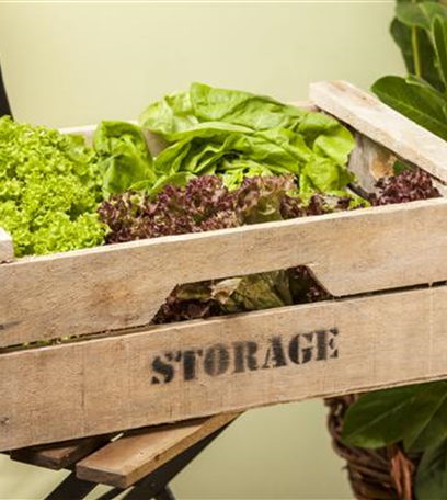 Gemüse im Garten pflanzen