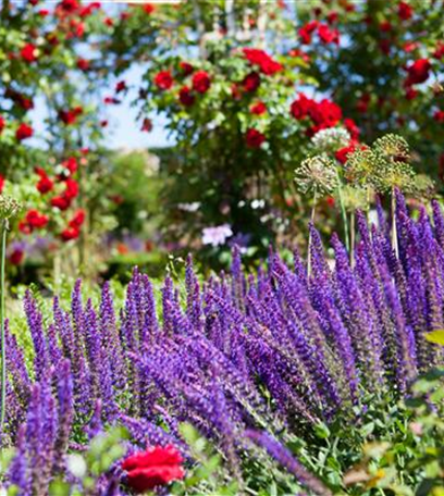 Der Rosengarten – Anmut und Eleganz gestalten