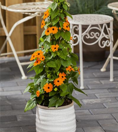 Kletterpflanzen und Schlingpflanzen im Garten