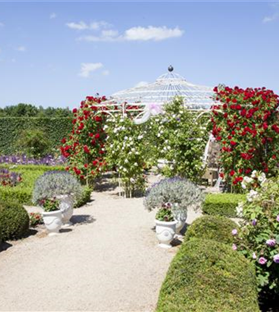 Der Rosengarten – Anmut und Eleganz gestalten