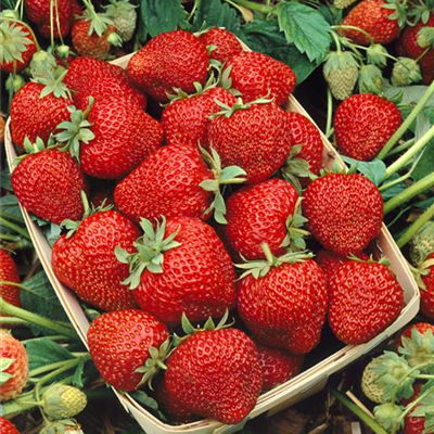 Erdbeere 'Aromastar'