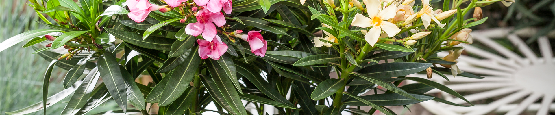 Nerium oleander