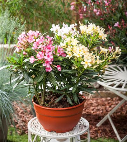 Kübelpflanzen im Haus überwintern