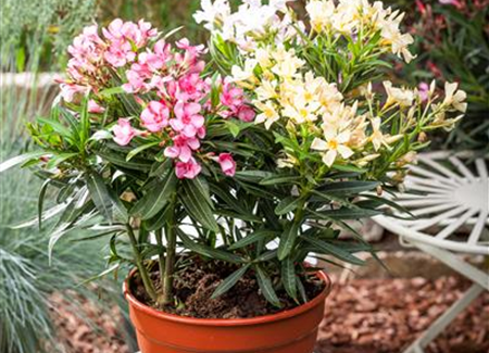 Kübelpflanzen im Haus überwintern Kübelpflanzen im Haus überwintern