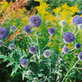 Echinops ritro 'Veitchs Blue'