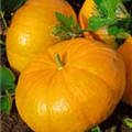 Cucurbita maxima 'Gelber Zentner'