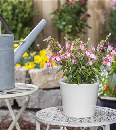 Kübelpflanzen im Haus überwintern