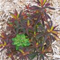Euphorbia polychroma 'Bonfire'®