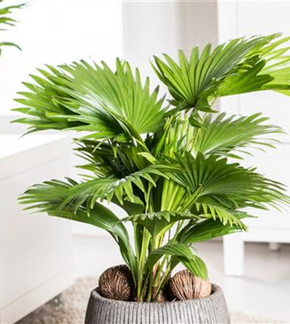 Kübelpflanzen im Haus überwintern