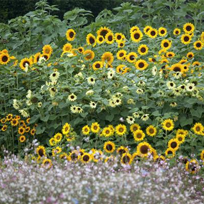 Großstauden pflanzen – imposante Giganten für den Garten Großstauden pflanzen – imposante Giganten für den Garten