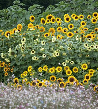Großstauden pflanzen – imposante Giganten für den Garten