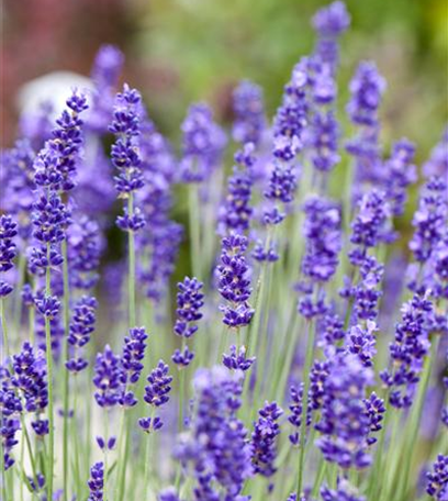 Lavendel – dufte Heilpflanze mit sommerlicher Blüte