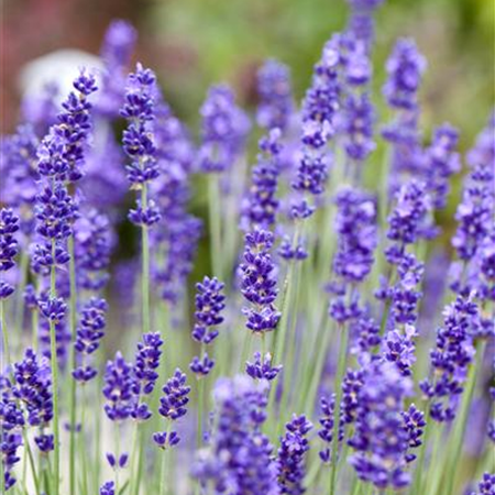 Lavendel – dufte Heilpflanze mit sommerlicher Blüte