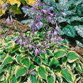 Hosta 'Pilgrim'