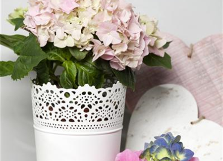 Blickfang auf der Fensterbank: Hortensien als Zimmerpflanzen Blickfang auf der Fensterbank: Hortensien als Zimmerpflanzen