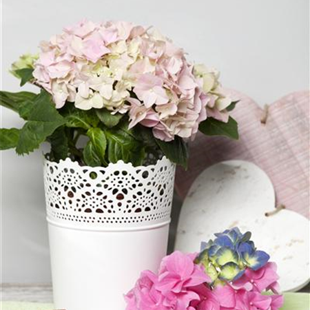 Blickfang auf der Fensterbank: Hortensien als Zimmerpflanzen