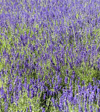 Lavendel – dufte Heilpflanze mit sommerlicher Blüte